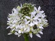 Scilla peruviana White